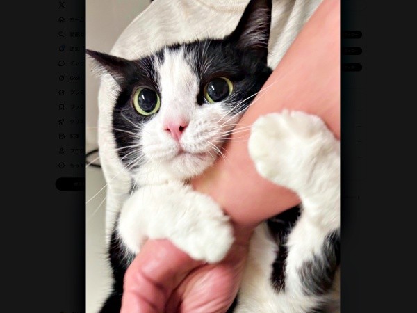 飼い主さんの手をしっかりつかんで甘えるBiBikoちゃん（画像提供：ウチのBiBikoさん）