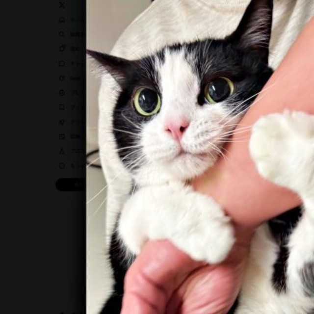 飼い主さんの手をしっかりつかんで甘えるBiBikoちゃん（画像提供：ウチのBiBikoさん）