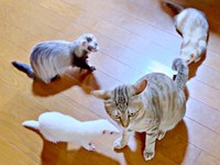 多種多頭飼育、仲良く過ごす姿にほっこり（画像提供：きなこ@針村さん）