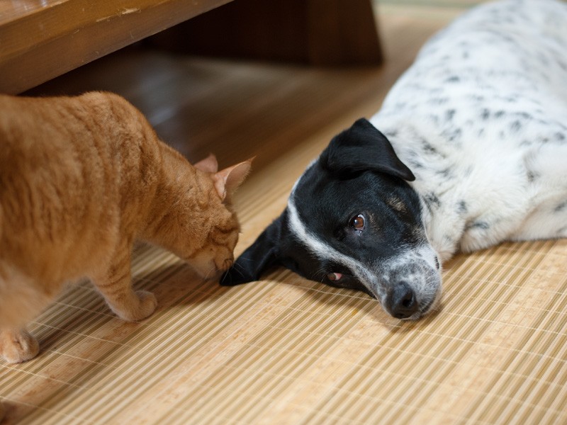 「夢麻呂、それは僕の耳、食べ物じゃないからね」（小林写函撮影）
