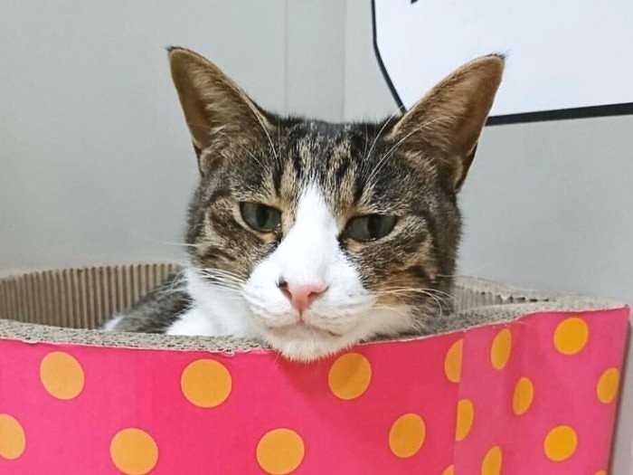 「この中に入ると落ち着くんだ」