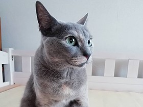 おひざの上がお気に入り　里親募集で出会ったミックス猫「悠」