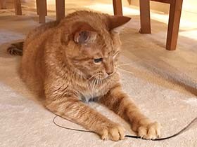 猫の日記念特別企画　入手困難な超人気猫おもちゃプレゼント！