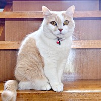 階段上でちょこんと座るモカちゃん（画像提供：モカ猫さん）
