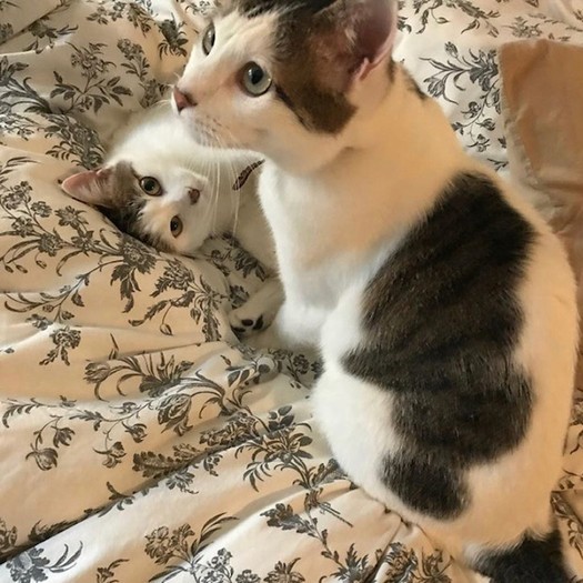 一緒に寝たり、グルーミングすることもある（手前がヨルくん）