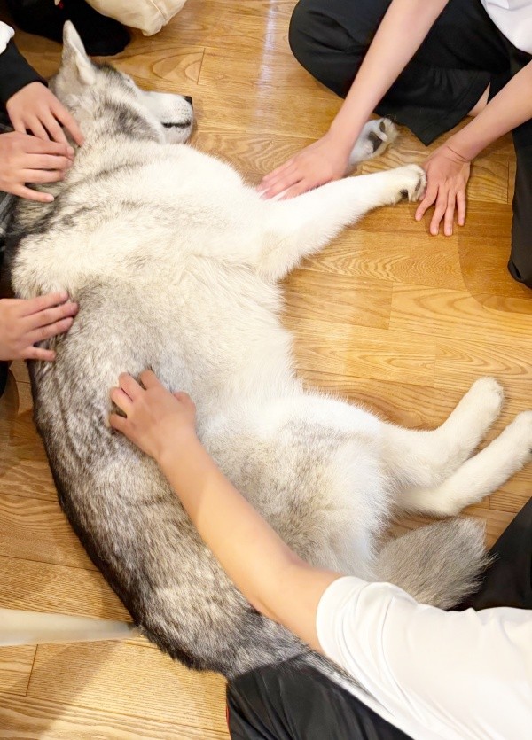 お姉ちゃんの友だちからなでなでされてご満悦なはるくん（画像提供：motoさん）