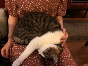 ももんがももこ