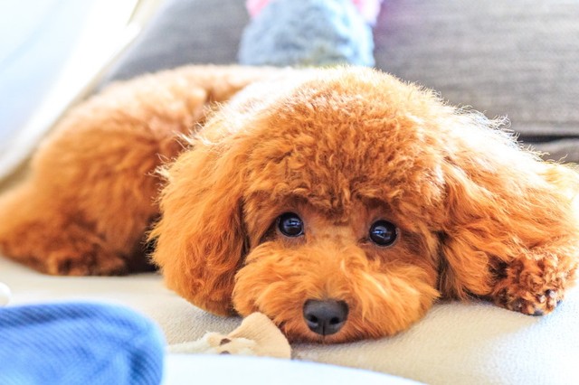 トイ・プードル（photoAC）