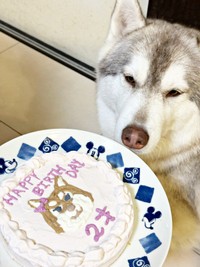 2歳の誕生日を迎えたういちゃん（画像提供：エリ＠ネコ＆ハスキーの日常さん）