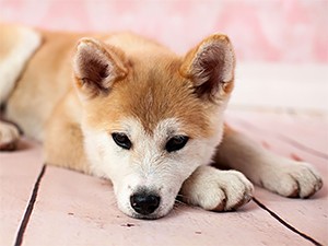犬が顔を背ける!?　目をそらすときの気持ちは？