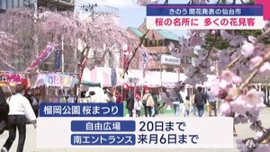 仙台の桜の名所　多くの花見客でにぎわう