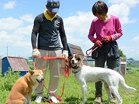 殺処分から救われた保護犬たち　救助犬めざしてＮＰＯが訓練中