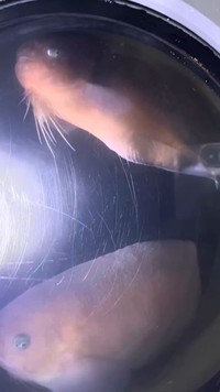 迷い込んだ深海魚たち（提供：入善町）