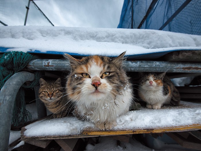 初めての冬を迎えた子猫達