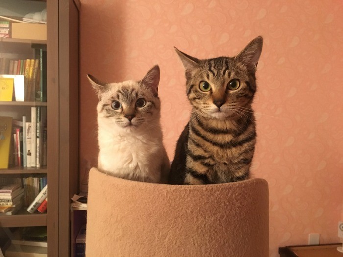 元気になって、2匹一緒に新しいお家へ行くことが決定。（保護主さん提供）