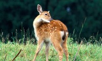 鹿※画像はイメージです（slowmotiongli/stock.adobe.com）