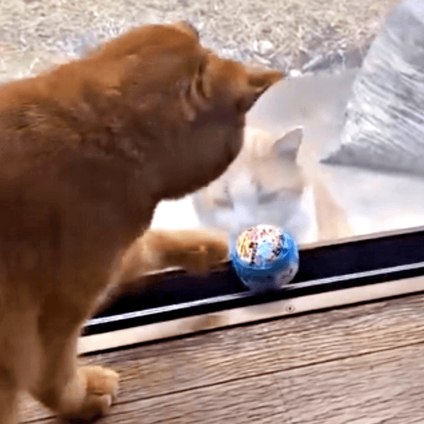 窓後越しに遊ぶ（手前）ポーチくん、（後ろ）若林くん（画像提供：たいしおさん）