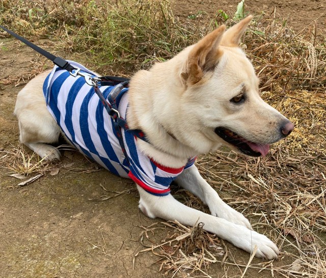 きのさんには大好きな犬のお友だちが2頭います