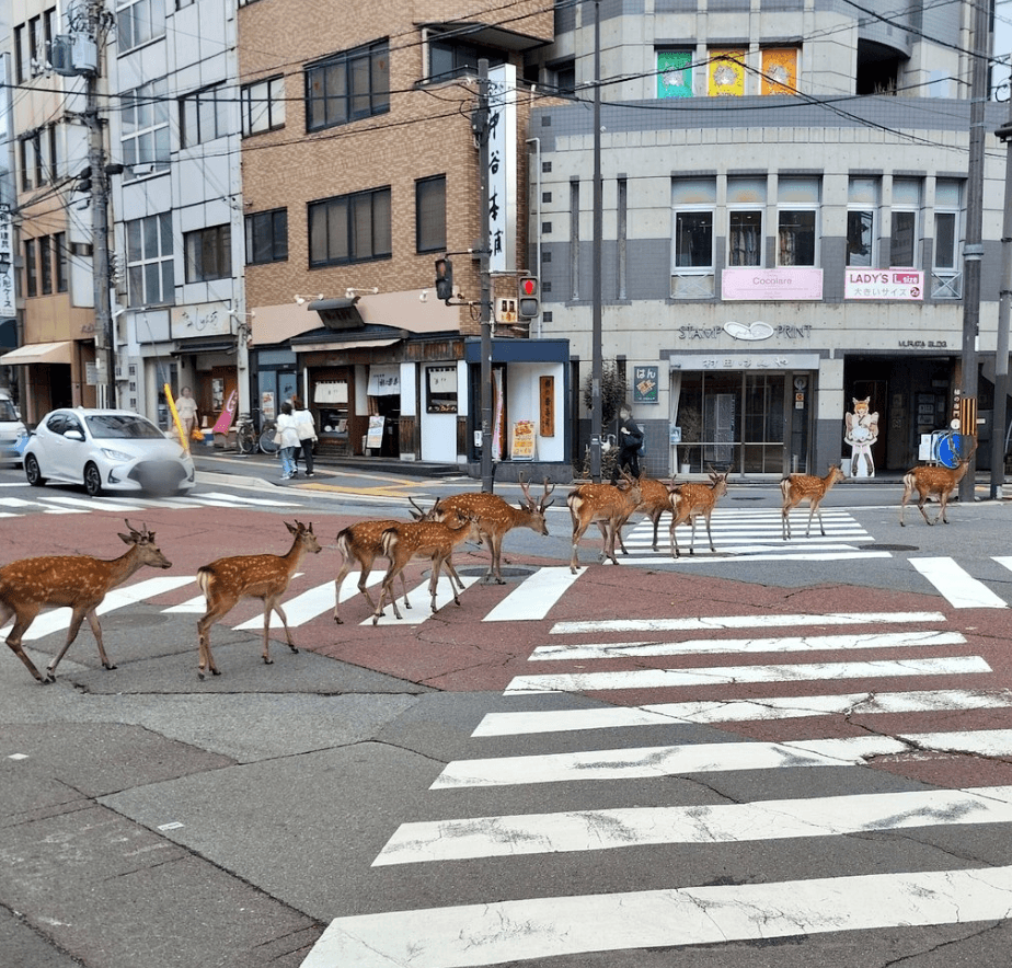 鹿の群れがスクランブル交差点に登場！画像提供：HoonNyanBooさん
