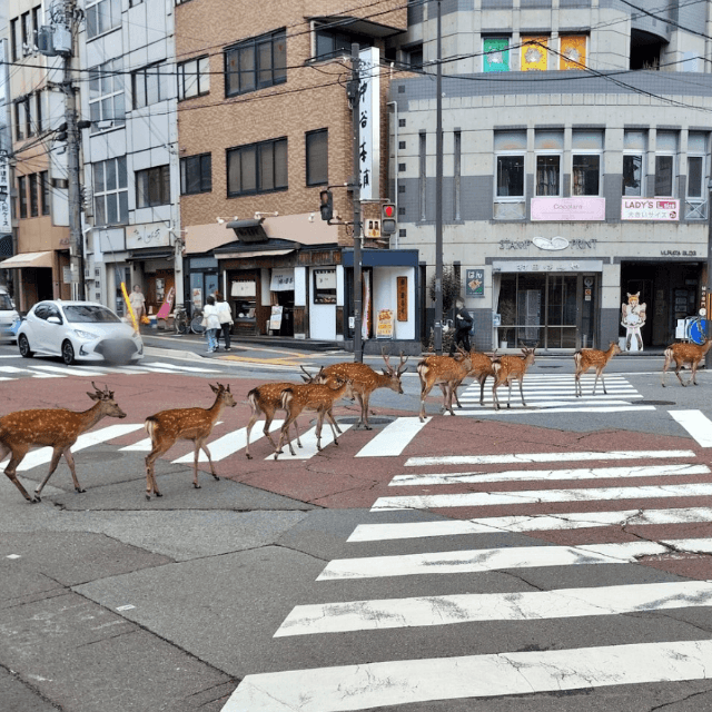 鹿の群れがスクランブル交差点に登場！画像提供：HoonNyanBooさん