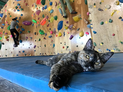 絶壁登りもお手のもの　ボルダリング猫「ララちゃん」
