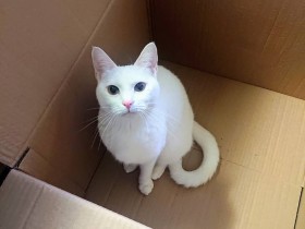 運動神経バツグン、まるで白い弾丸　白猫の「キラリ」壁も走るよ