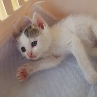 保護当時、か弱く見えるが元気に育った