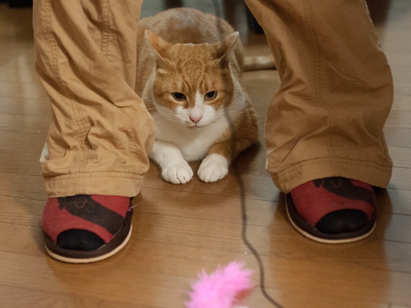 「おもちゃさんこんにちは。はちです」（小林写函撮影）