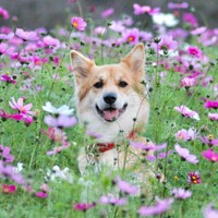 お花畑で笑みを浮かべるチャロちゃん（画像提供：雑種犬チャロさん）