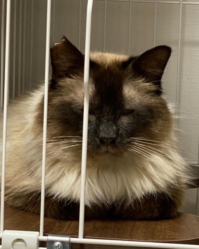 なんとも言えない顔で見つめるチョコちゃん＝fuku.fuku86さん提供