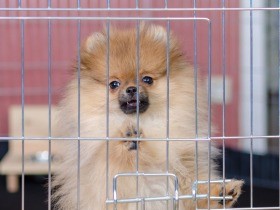 知っておきたい災害への備え、避難　子犬の安全を守るために