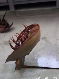 横から見ても立ってる！