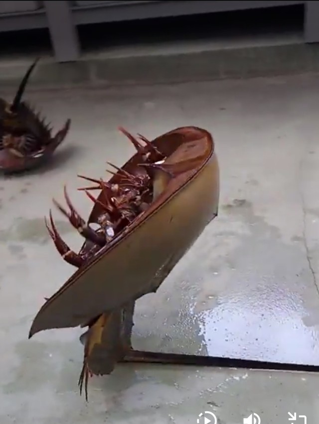 横から見ても立ってる！