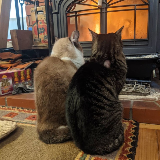 猫背で暖を取るこぼんくん（右）とおりーぶくん