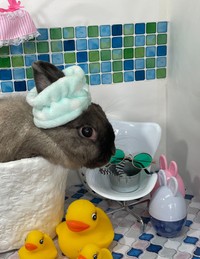 うさぎ専門ショップ『うさぎ星』のフォトスペースで