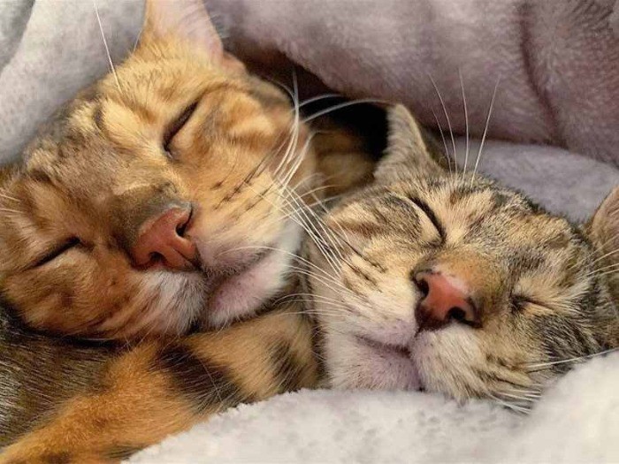 お兄さん猫のティモくんとスヤスヤお昼寝