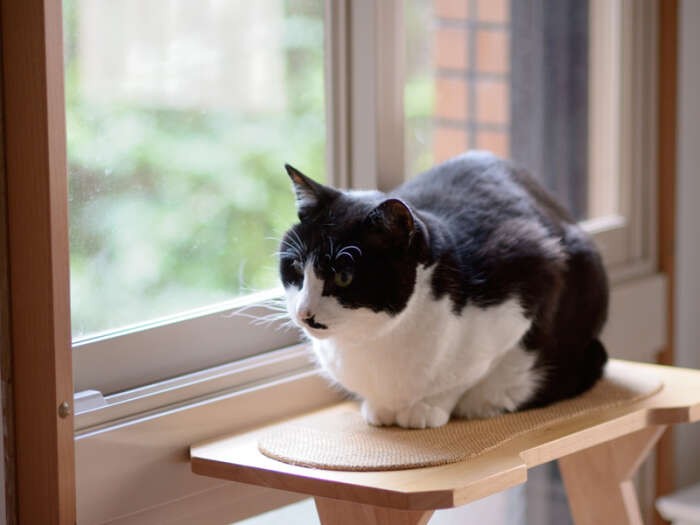 「窓際のぽんたちゃんです」（小林写函撮影）