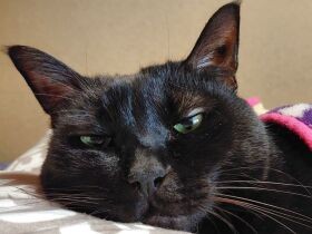 24年共に暮らした先代猫との別れ　黒猫の「舞茸」が悲しみから救ってくれた