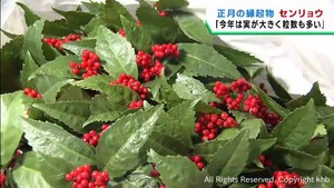 正月飾りの縁起物　センリョウの競り　仙台市中央卸売市場