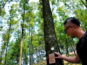森林、だれがどう守るのか　世界で考えた