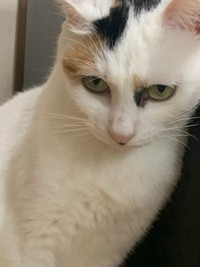 わたし、ツンデレなんです（提供写真）