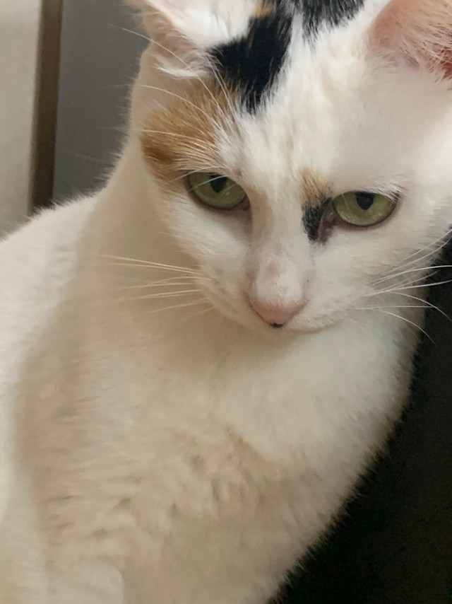 わたし、ツンデレなんです（提供写真）