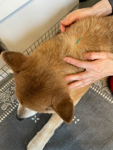 鍼治療中のモカ、じっとしてます。この１箇所に刺すだけで滞りが解消されるそうです