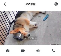 留守番中、大きな雷がーー見守りカメラがとらえたニコくん（画像提供：nicoさん）