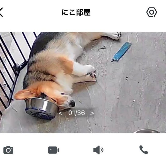 留守番中、大きな雷がーー見守りカメラがとらえたニコくん（画像提供：nicoさん）