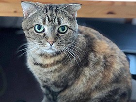 熱い視線でご飯アピール　一家のニャンドル、スコ「ドルチェ」　