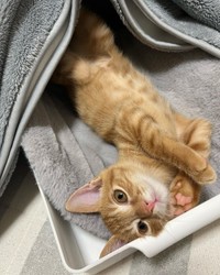 箱に入るのが好き