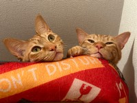 まだ眠いにゃ＝わい猫さん（@wainekoutan）提供
