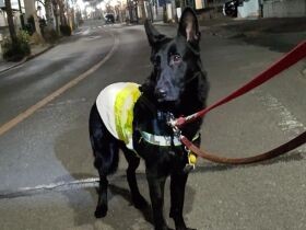 あわや乱闘か!?の事態もなんとか無事に　ジャーマン・シェパード・ドッグ「十兵衛」