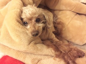 羽毛布団にダウンジャケット　愛犬の防寒対策あれこれ